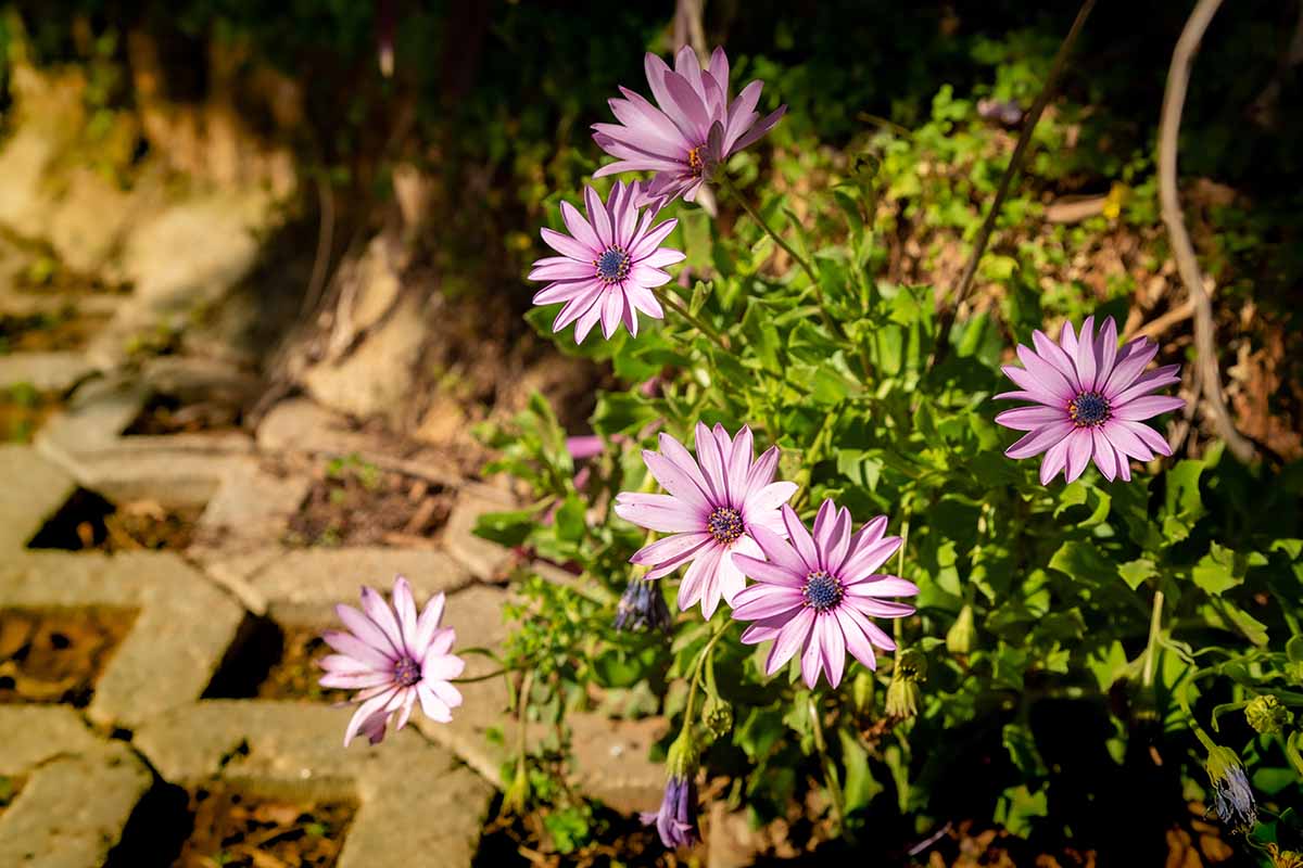 Cape Daisy Arctotis fastuosa vibrant colors